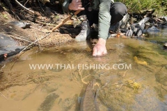 Mahseer Lure Fishing Thailand