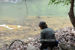 Sight Fishing Mahseer Thailand