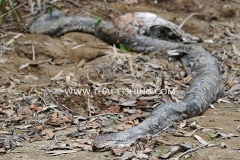 Photon Snake from the Jungle South Thailand