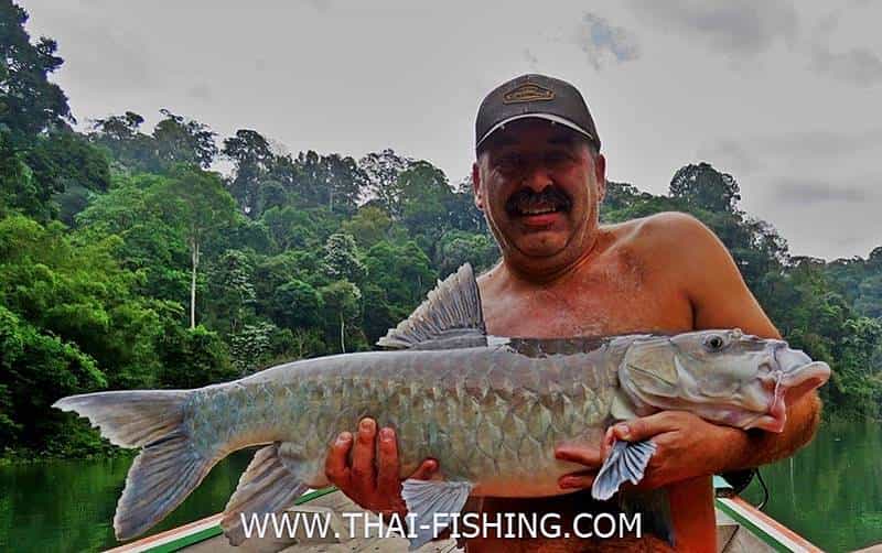 Big Thai Mahseer From The Jungle Rivers
