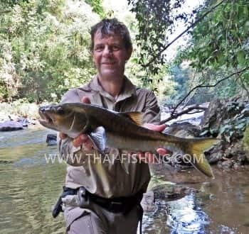 Bone fish in the Thai jungle