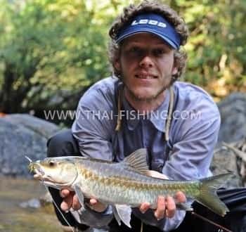 Dry Flies And Thai Mahseer - Articles and Reviews - Jungle fly and lure fishing - Thai Fishing