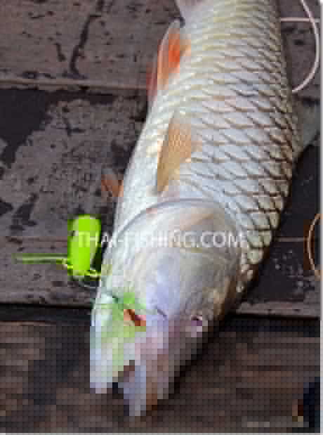 Fiske Report Thailand