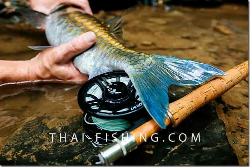 Fly fishing collaborative Thailand