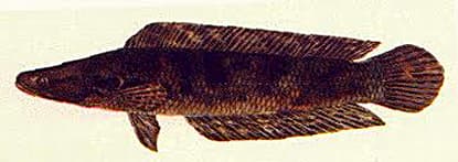 Forest Snakehead - Thai Fishing