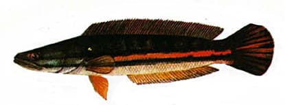 Giant Snakehead - Thai Fishing