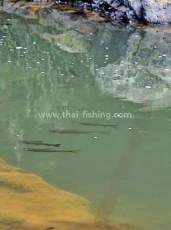 Sight Fiskeri Mahseer Thailand