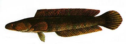 Striped Snakehead - Thai Fishing