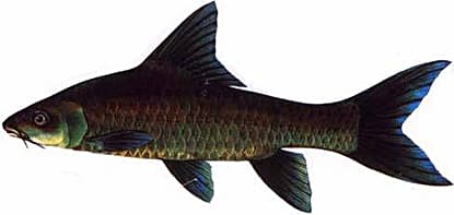 Thai Mahseer - Thai Fishing