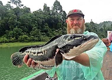 Fish Species Giant Snakehead