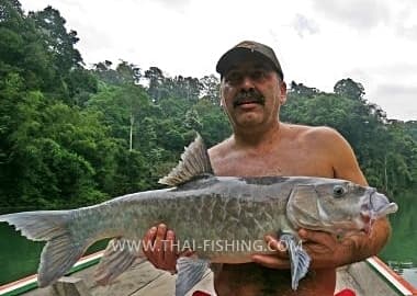 Fish Species Thai Mahseer