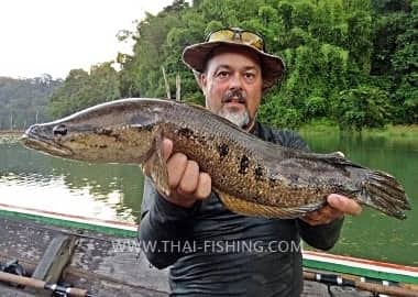 Fiskeart Forest Snakehead