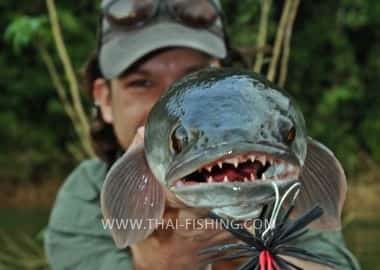 Fiskearter Great Snakehead