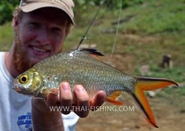 Fiskearter Tinfoil Barb