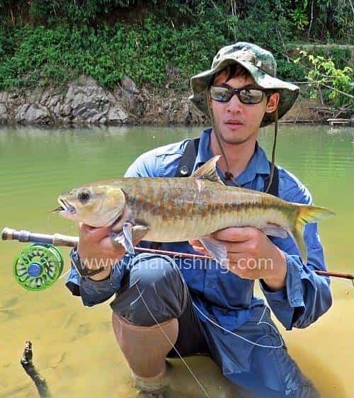 Blue Mahseer Fluefiskeri i Junglen Thailand - Fiske Report 9