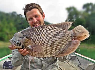 Fiskeart Thailand - Giant Gourami