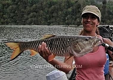 Fiskeart Thailand - Hampala Barb