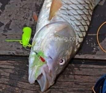 Fluefiske i Thailand - Hampala Barb Fluefiskeart