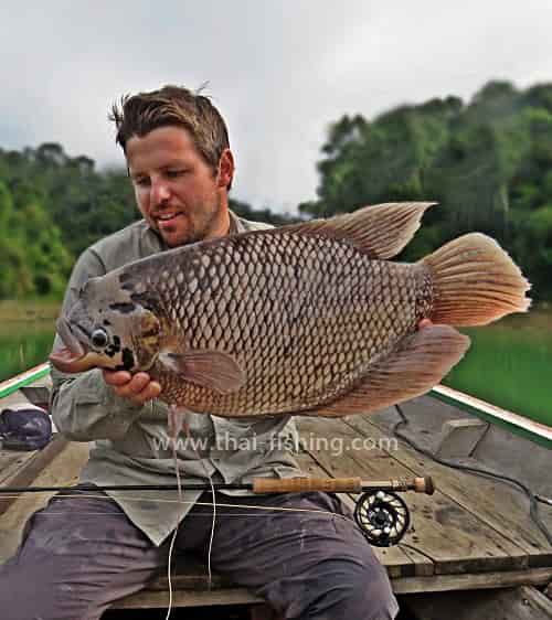 Giant Gourami Fluefiskeri Thailand - Fiske Report 9