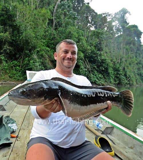 Stor Giant Snakehead Spin-fiskeri Thailand - Fiske Report 9