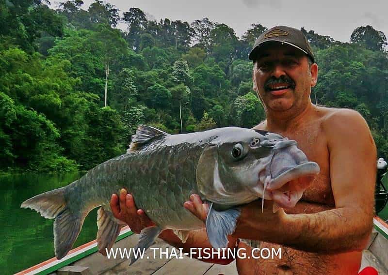 Stor Thai Mahseer - Jungle Sø Fiskeri