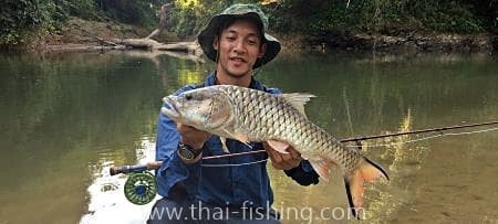 Big Hampala Barb on fly in the jungle rivers - guest comments 2