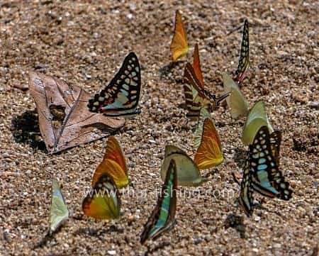 Butterflies in the jungle-guest comments 34