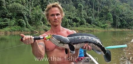 Giant Snakehead Fishing With Thai Fishing-guest comments 29