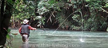 Jungle Fly Fishing and Lure Fishing With Thai Fishing-guest comments 31