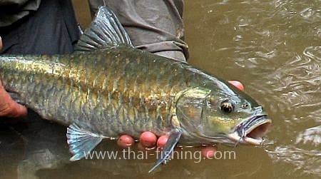 Jungle Fly Fishing for Mahseer with Thai Fishing-guest comments 36