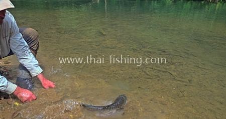 Jungle Fly fishing Thailand Mahseer guest comments 17