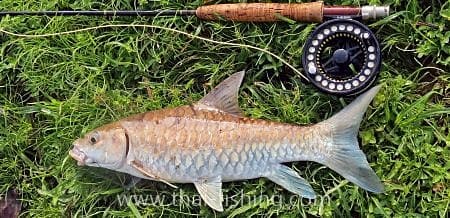 Thai Mahseer-guest comments 12