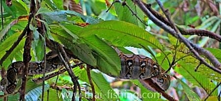 python-guest comments 13