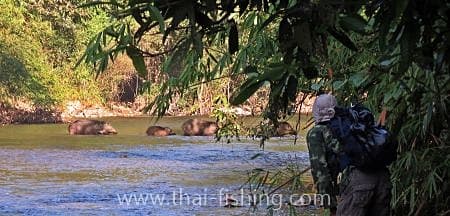 wild boar crosses the river guest comments 7