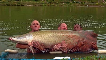 Arapaima Fishing Krabi Thailand