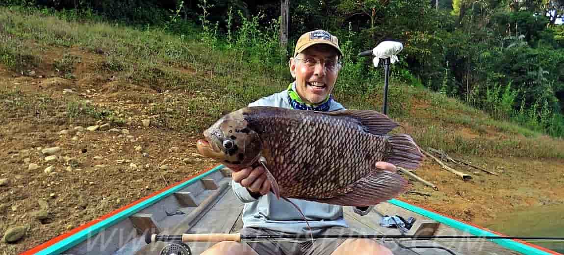 Giant Gourami Fluefiskeri Thailand - Thai Fishing