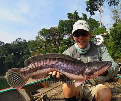 Giant Snakehead Fluefiskeri Thailand