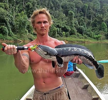 Giant Snakehead Spin-fiskeri Syd Thailand