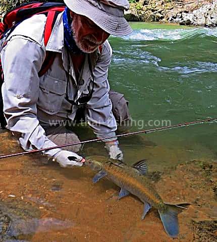 Jungle floder Thailand - Blue Mahseer Fluefiskeri