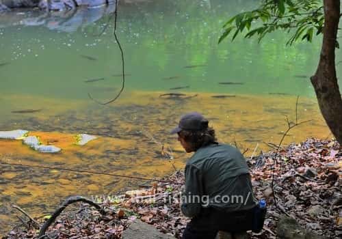 Mahseer Sight Fly Fishing - Thai Fishing