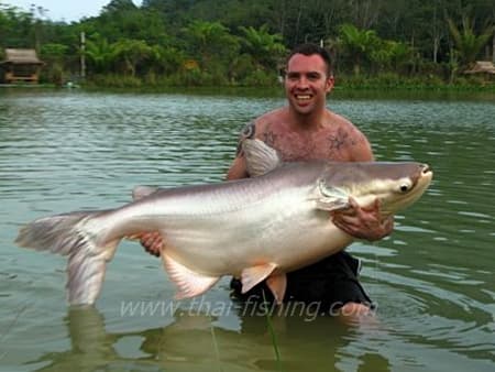 Mekong Catfish Fiskeri Krabi Thailand