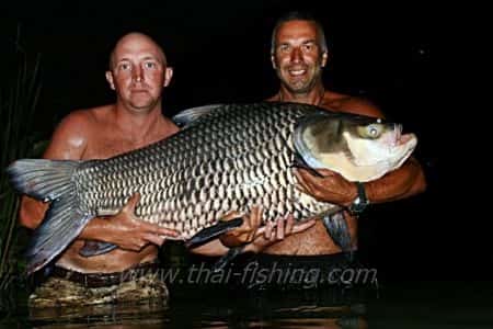 Siamese Carp Fiskeri Krabi Thailand