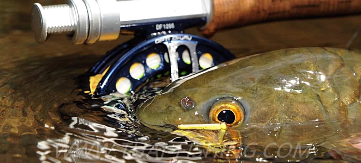 Tørfluer og Thai Mahseer - Thai Fishing