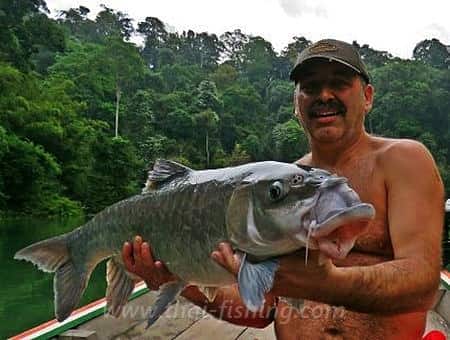 Jungle søfiskeri Thailand - Mahseer Fiskeri - Thai Fishing