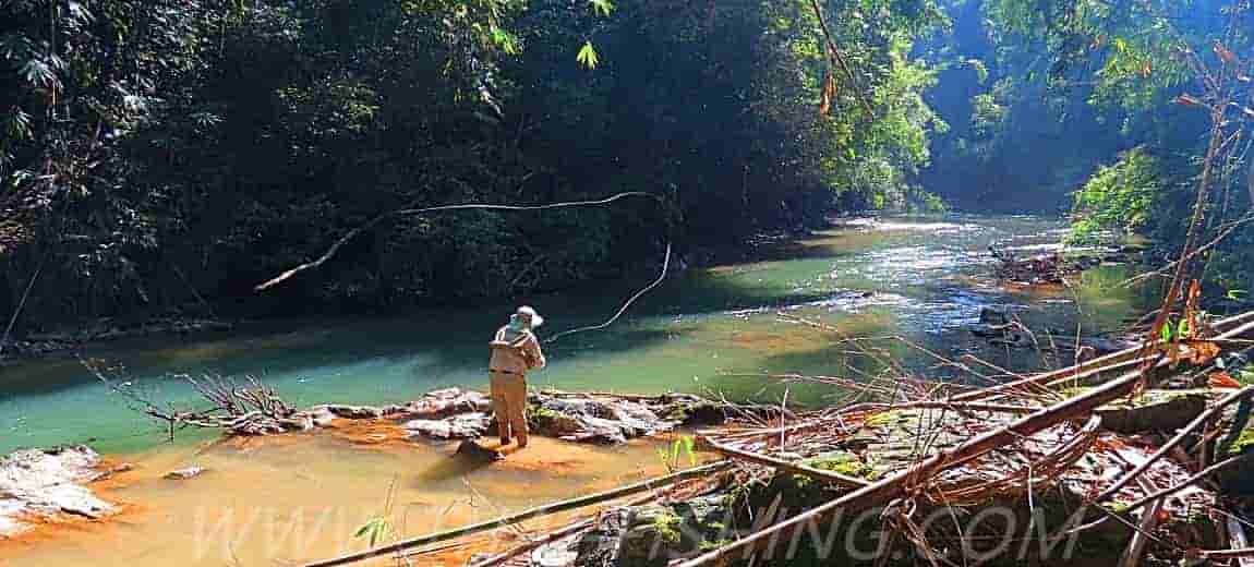 Articles and Reviews - Jungle Fly And Lure Fishing - Thai Fishing