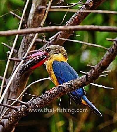 FAQ - Jungle Fly & Lure Fishing in Thailand