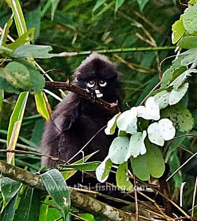 Jungle Fly & Lure Fishing in Thailand 