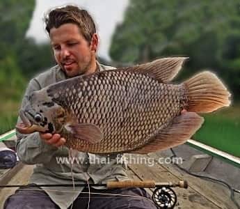 Fly Fishing in Thailand - Giant Gourami Fly Fishing Species