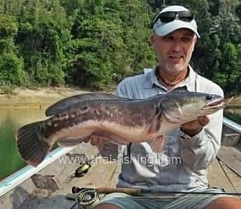 Fly Fishing Thailand - Giant Snakehead Fly Fishing Species