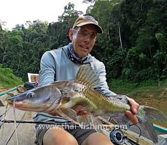 Jungle Fishing in Thailand - Asian River Catfish on Fly